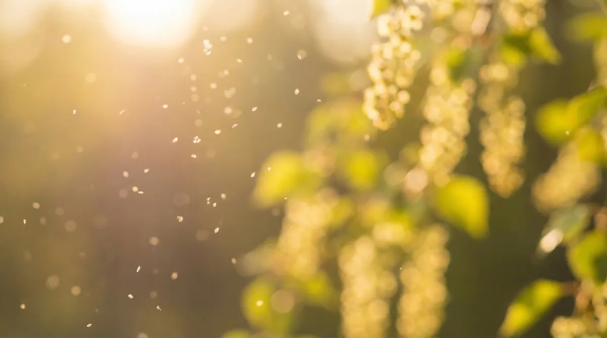 Grains de pollen flottant dans la lumière dorée du printemps avec des chatons de bouleau en arrière-plan